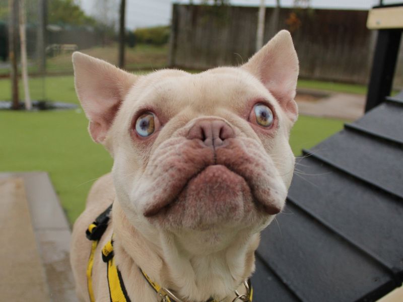 French Bulldog for adoption in Evesham, Worcestershire – 1 year old