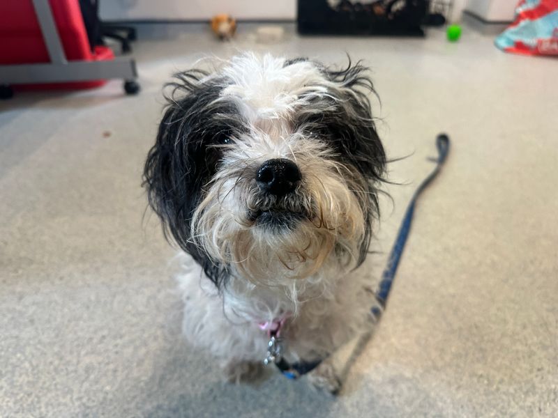 Shih Tzu for adoption in Mid Glamorgan, Wales – 12 years old - Image 2 of 3
