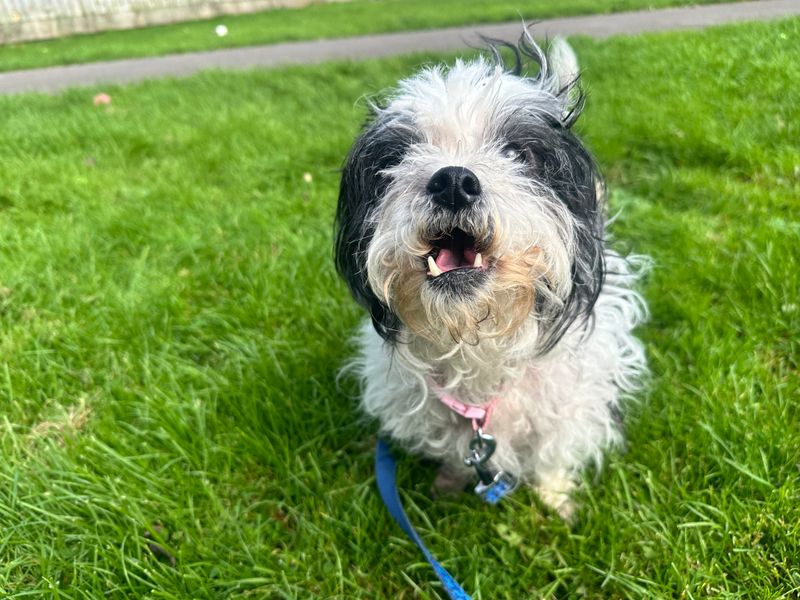 Shih Tzu Dogs And Puppies For Adoption