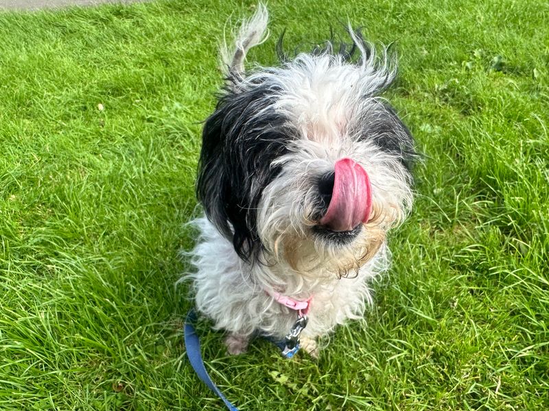 Shih Tzu for adoption in Mid Glamorgan, Wales – 12 years old - Image 3 of 3