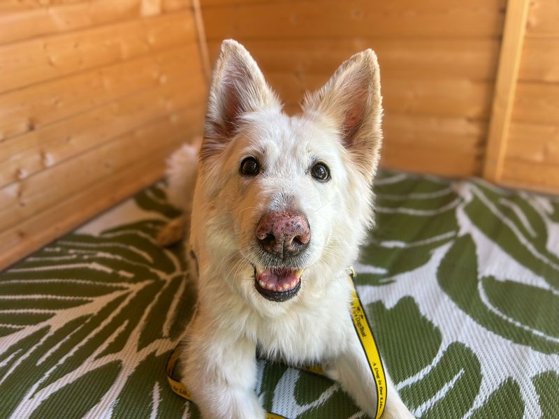 Rosie | German Shepherd Dog (gsd / Alsatian) | Basildon (Essex) - 1