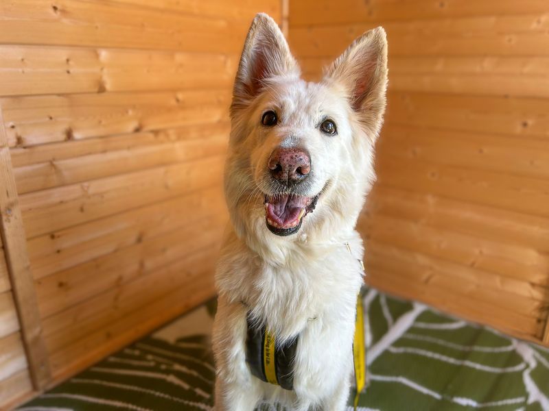 Rosie - Image 4 of 4