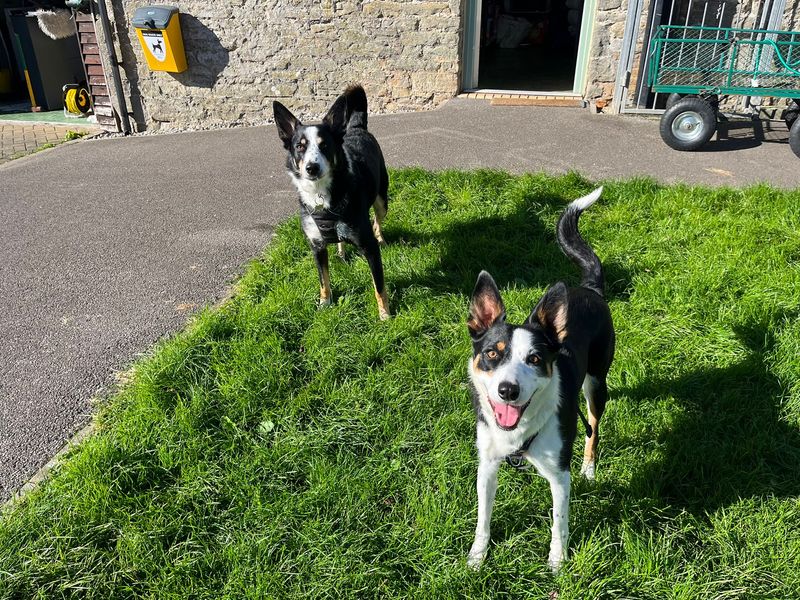 Border Collie for adoption in Mid Glamorgan, Wales – 5 years old