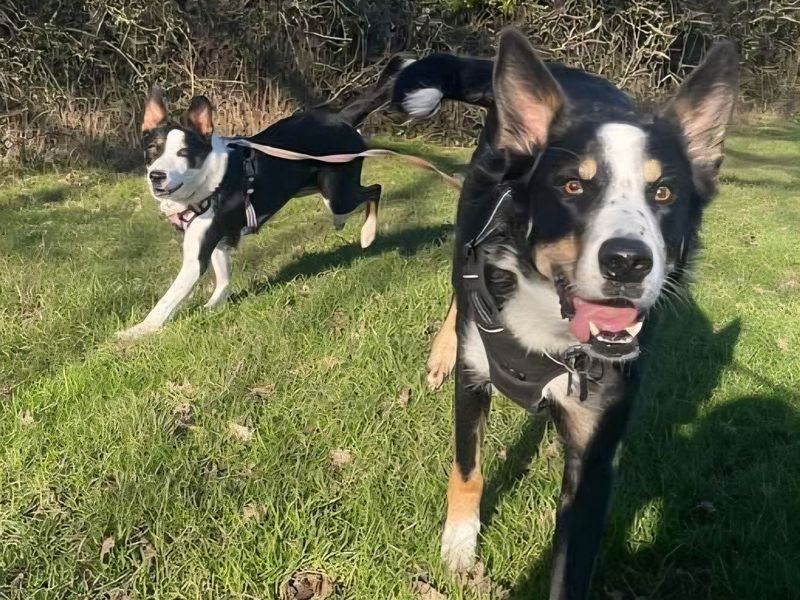 Border Collie for adoption in Mid Glamorgan, Wales – 5 years old - Image 2 of 3
