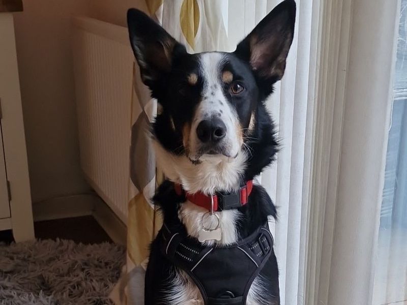 Border Collie for adoption in Mid Glamorgan, Wales – 5 years old - Image 3 of 3