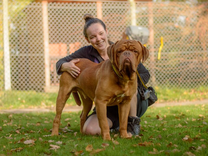 Bronson | Dogue De Bordeaux | Kenilworth (West Midlands) - 1