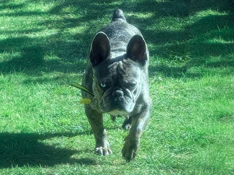 Dolly | French Bulldog | Basildon (Essex) - 1