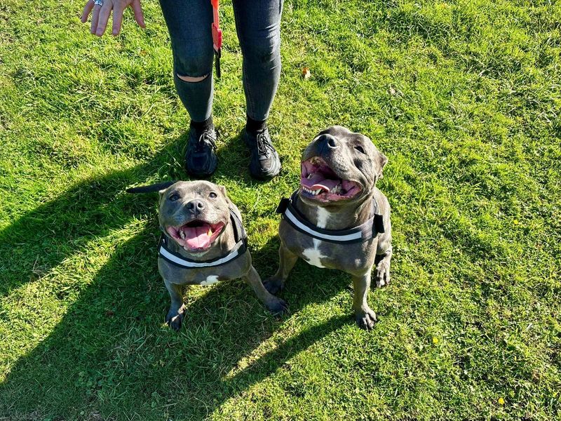 Staffordshire Bull Terrier for adoption in Chestfield, Kent – 3 years old - Image 3 of 3
