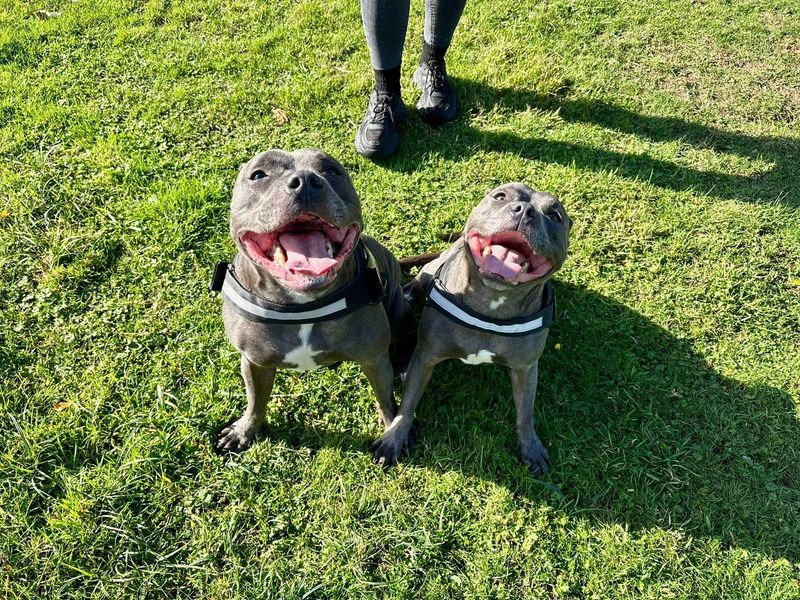 Staffordshire Bull Terrier for adoption in Chestfield, Kent – 3 years old