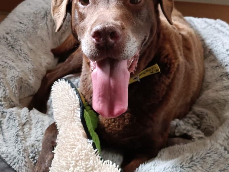 Jess | Retriever (Labrador) | Loughborough - 1