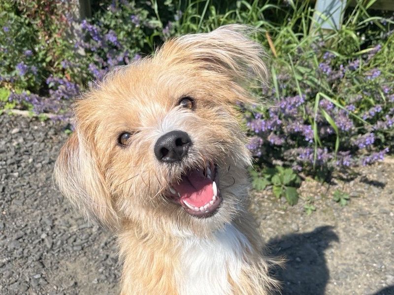 Shih Tzu Dogs And Puppies For Adoption