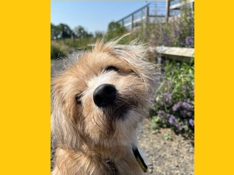 Pretzel | Shih Tzu Cross | Ballymena (Northern Ireland) - 2