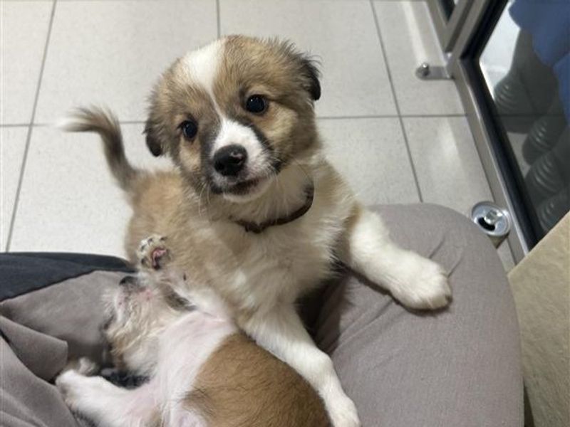Shih Tzu for adoption in Ballymena, Co Antrim – 9 weeks old