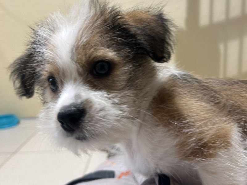 Shih Tzu for adoption in Ballymena, Co Antrim – 9 weeks old - Image 2 of 3