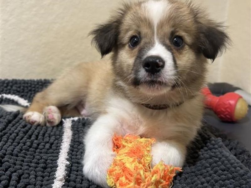 Shih Tzu for adoption in Ballymena, Co Antrim – 9 weeks old - Image 3 of 3