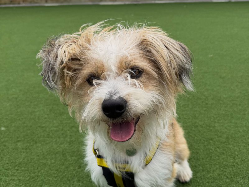 undefined | Shih Tzu Cross | undefined - 1
