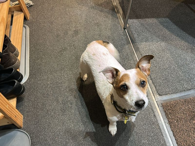 Jack Russell Terrier for adoption in Kenilworth, Warwickshire – 9 years old - Image 4 of 4