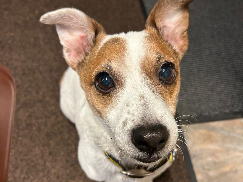 Jack Russell Terrier for adoption in Kenilworth, Warwickshire – 9 years old - Image 2 of 4