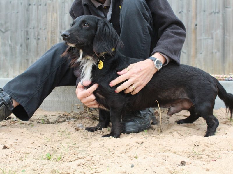 Cocker Spaniel for adoption in Evesham, Worcestershire – 5 years old