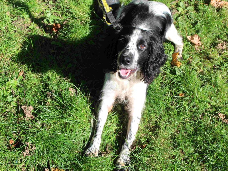 Bobby | Spaniel (English Springer) | Glasgow - 1