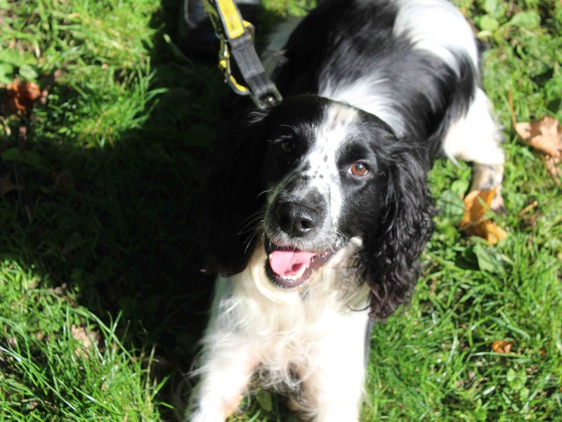 Springer Spaniel for adoption in Glasgow, Scotland – 3 years old - Image 4 of 5