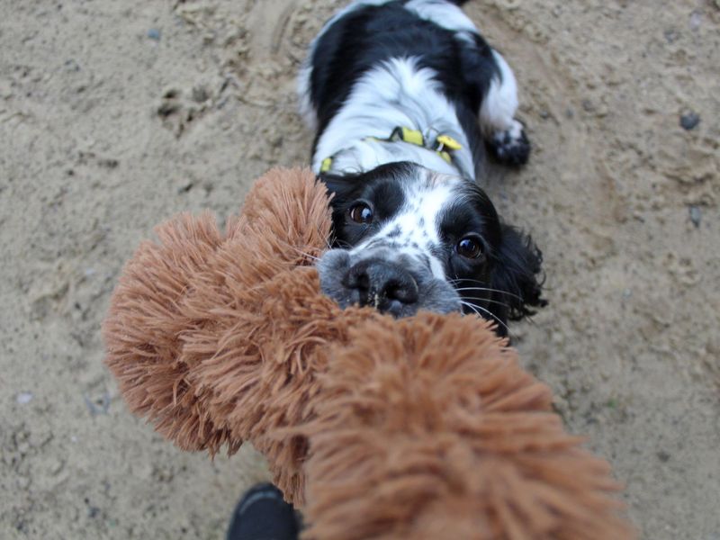Springer Spaniel for adoption in Glasgow, Scotland – 3 years old - Image 5 of 5