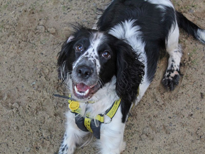 Springer Spaniel for adoption in Glasgow, Scotland – 3 years old - Image 2 of 5
