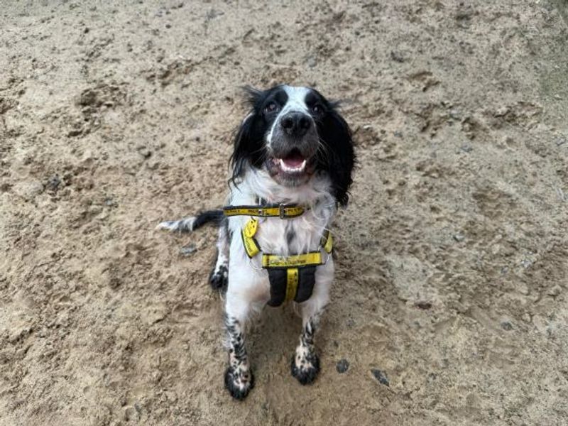 Springer Spaniel for adoption in Glasgow, Scotland – 3 years old - Image 3 of 5