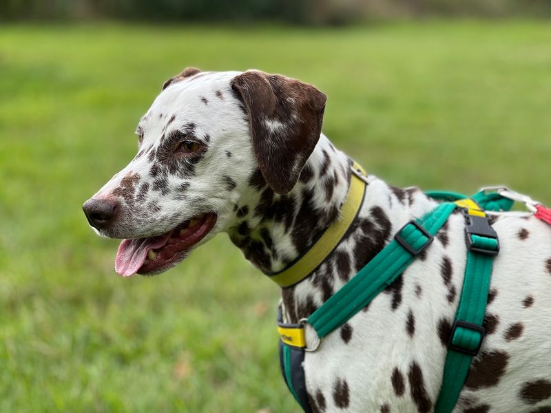 Pebbles | Dalmatian | Salisbury (Wiltshire) - 1