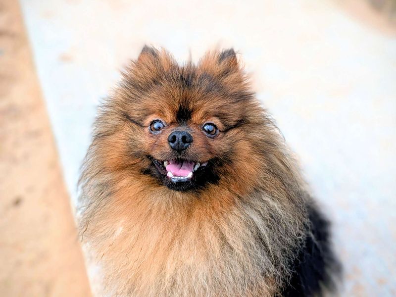 Pomeranian for adoption in Cardiff / Caerdydd, South Glamorgan – 2 years old - Image 5 of 7