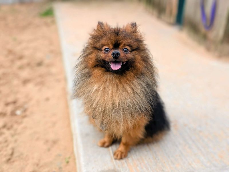 Pomeranian for adoption in Cardiff / Caerdydd, South Glamorgan – 2 years old - Image 7 of 7