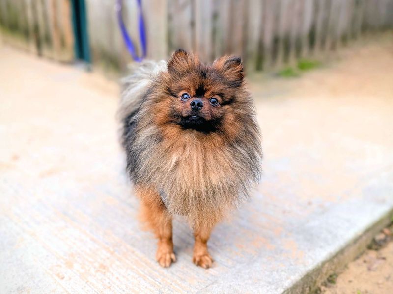Pomeranian for adoption in Cardiff / Caerdydd, South Glamorgan – 2 years old - Image 2 of 7