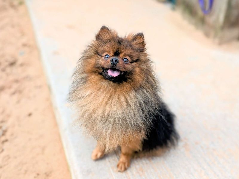 Pomeranian for adoption in Cardiff / Caerdydd, South Glamorgan – 2 years old - Image 4 of 7