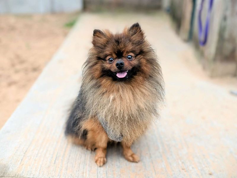 Pomeranian for adoption in Cardiff, Glamorgan – 2 years old