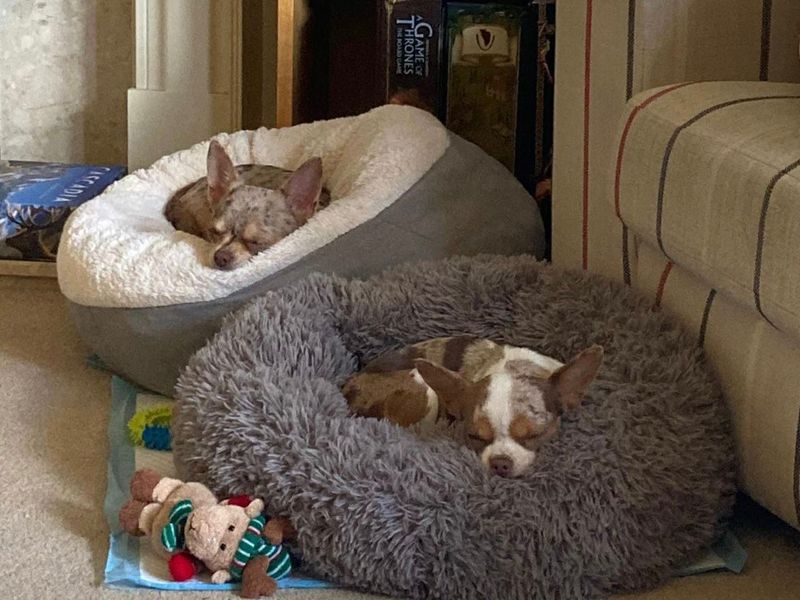 Coco and Buttons | Chihuahua (Smooth Coat) | Evesham (Worcestershire) - 1