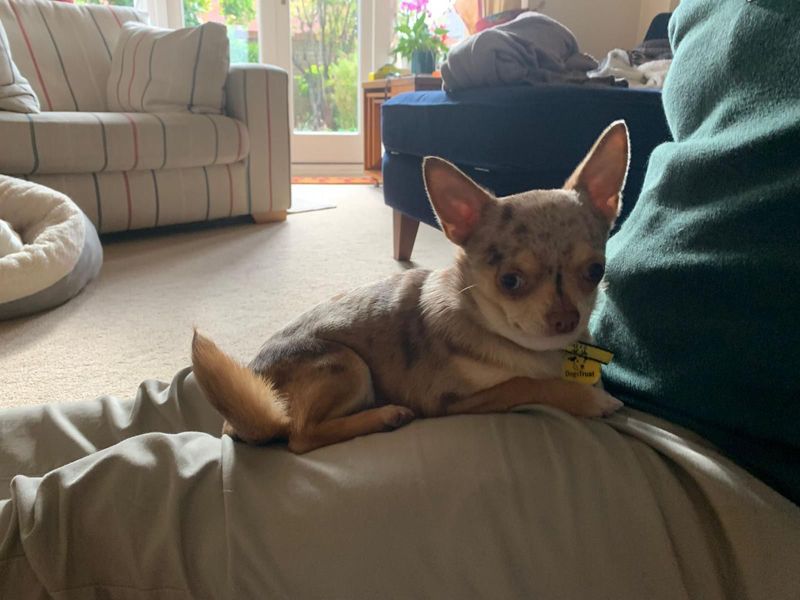 Chihuahua for adoption in Evesham, Worcestershire – 1 year old - Image 6 of 7