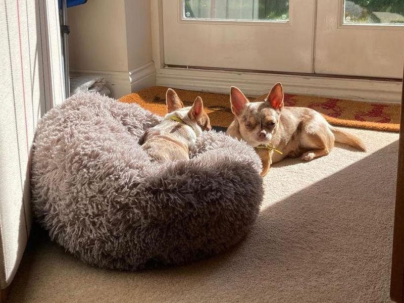 Chihuahua for adoption in Evesham, Worcestershire – 1 year old - Image 7 of 7