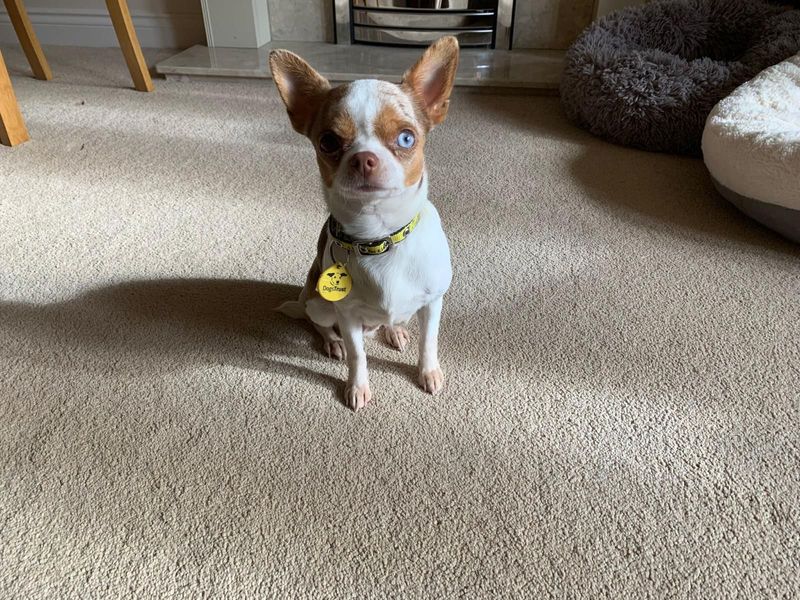 Chihuahua for adoption in Evesham, Worcestershire – 1 year old - Image 3 of 7