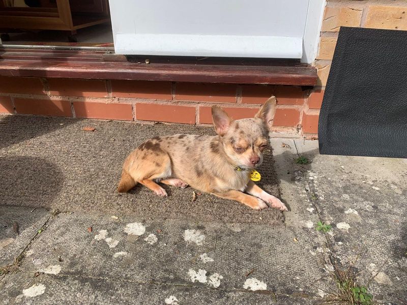 Chihuahua for adoption in Evesham, Worcestershire – 1 year old - Image 5 of 7