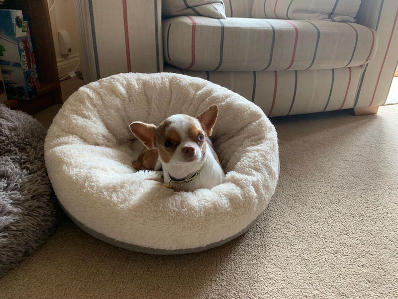 Chihuahua for adoption in Evesham, Worcestershire – 1 year old - Image 4 of 7