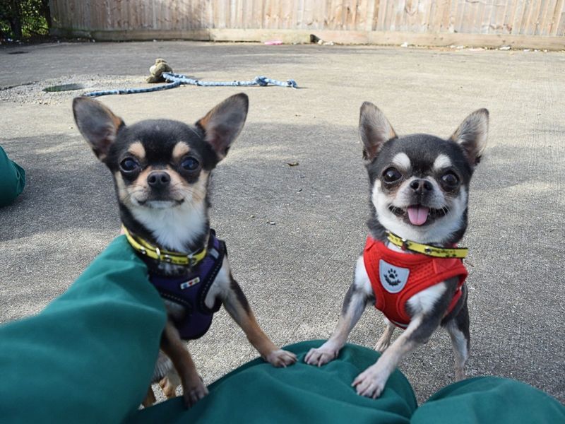 Chihuahua for adoption in Uxbridge, London – 1 year old