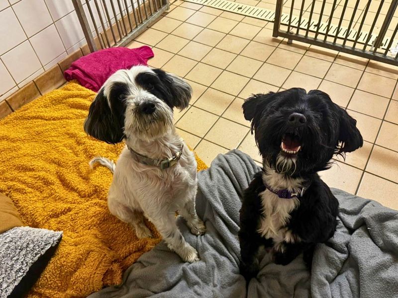 Coco | Terrier (Tibetan) | Manchester - 3