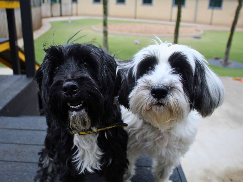 Coco | Terrier (Tibetan) | Manchester - 4
