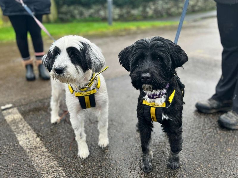 Coco | Terrier (Tibetan) | Manchester - 2