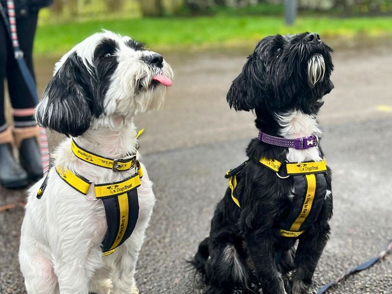 Coco | Terrier (Tibetan) | Manchester - 1