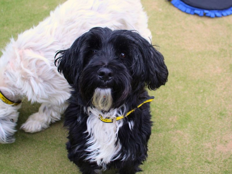 Coco | Terrier (Tibetan) | Manchester - 5