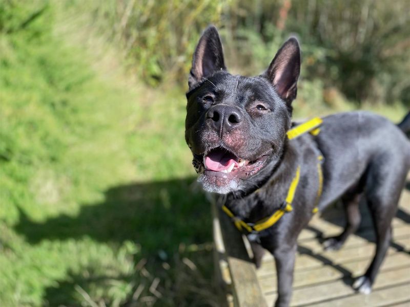 undefined | Akita | undefined - 4