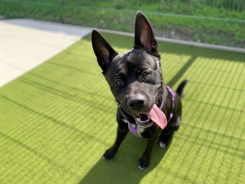 undefined | Akita | undefined - 7