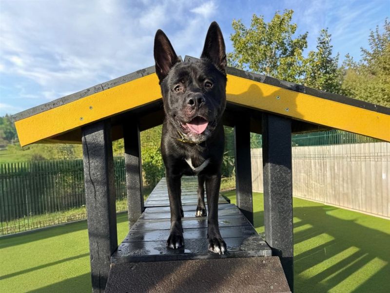 undefined | Akita | undefined - 5