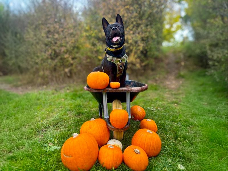 undefined | Akita | undefined - 2
